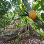 New publication on Cocoa agroforestry systems published
