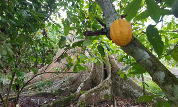 New publication on Cocoa agroforestry systems published