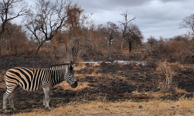 PhD position: Earth Observation of drought and fire impacts