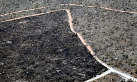 PhD position: Earth Observation of drought and fire impacts