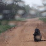 Researching Drought and Fire Impacts on Savanna Vegetation: EORC Team in Kruger National Park