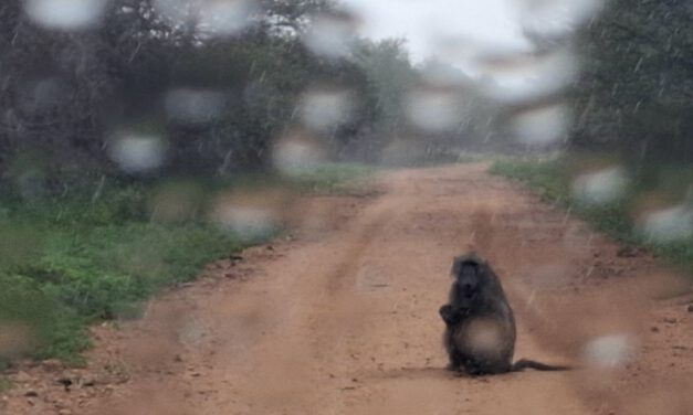 Researching Drought and Fire Impacts on Savanna Vegetation: EORC Team in Kruger National Park