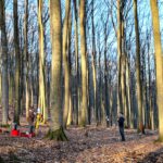 Enhancing LiDAR-Based Forest Analysis: A Successful Field Day in the Spessart