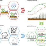 How does seasonal climate affect Maize cultivation in East Africa