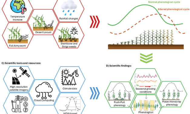 How does seasonal climate affect Maize cultivation in East Africa