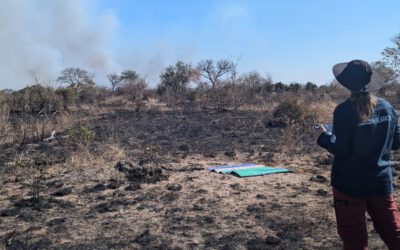 Exploring the African Savanna: PhD research on Drought and Fire Impacts through Earth Observation
