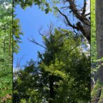 Field Impressions from the Beech Decline Survey