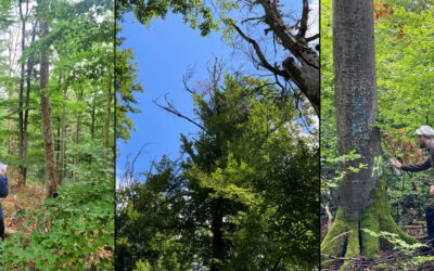 Field Impressions from the Beech Decline Survey