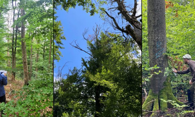 Field Impressions from the Beech Decline Survey