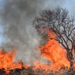 Exploring Drought and Fire Impacts on African Savanna Vegetation