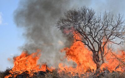 Exploring Drought and Fire Impacts on African Savanna Vegetation