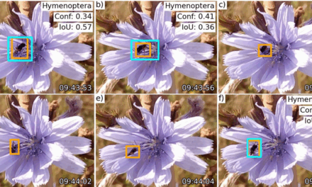 New paper on automated pollinator monitoring using time-lapse images