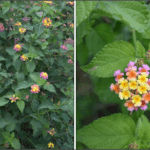 New study on invasive species in Rwanda