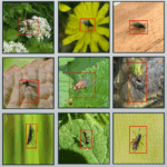 New paper on exploring how uncertainty quantification can improve classification of pollinating flies