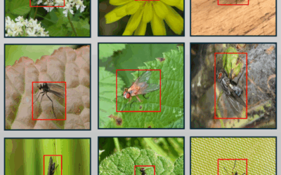 New paper on exploring how uncertainty quantification can improve classification of pollinating flies