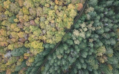 HABITRACK: Neues Projekt zur Vorhersage vektorübertragener Krankheiten