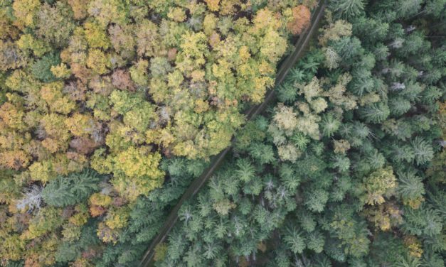 HABITRACK: Neues Projekt zur Vorhersage vektorübertragener Krankheiten