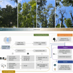 New publication on how tree size, neighbourhood composition and structure affect vitality of European beech after extreme drought