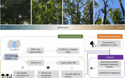 New publication on how tree size, neighbourhood composition and structure affect vitality of European beech after extreme drought