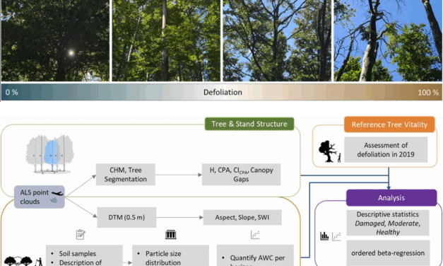 New publication on how tree size, neighbourhood composition and structure affect vitality of European beech after extreme drought