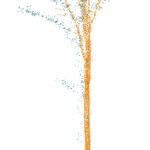 Master Thesis Defense: „Comparing LiDAR-Based Acquisition Strategies for Forest Management Planning in a Mature Beech Stand”