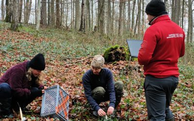 Christmas vibes in the University Forest
