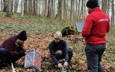 Christmas vibes in the University Forest