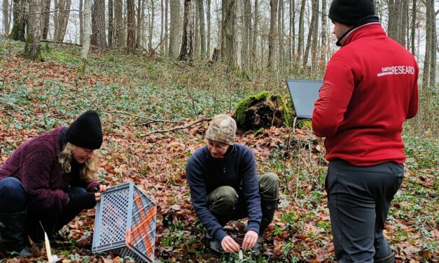 Christmas vibes in the University Forest