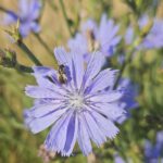 Diversifying Energy Crops through Biogas Flower Mixtures