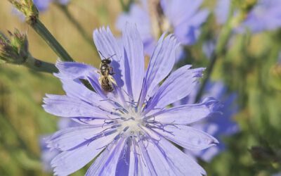 Diversifying Energy Crops through Biogas Flower Mixtures