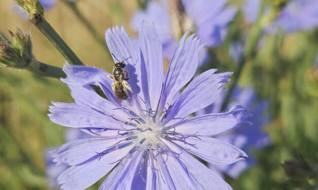 Diversifying Energy Crops through Biogas Flower Mixtures