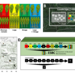 New publication explores how forest structure shapes beetle communities
