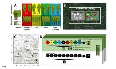 New publication explores how forest structure shapes beetle communities