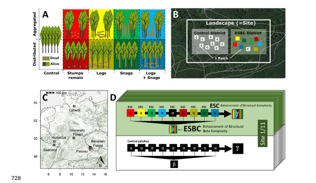 New publication explores how forest structure shapes beetle communities