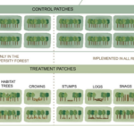 New publication on Invisible Diversity in Forests