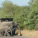 EAGLE Student Supports Savanna Monitoring in Kruger National Park