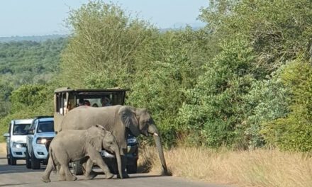 EAGLE Student Supports Savanna Monitoring in Kruger National Park