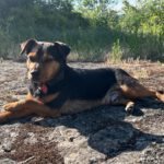 Spotlight on Our Staff: Mickey 🐾