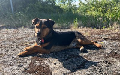 Spotlight on Our Staff: Mickey 🐾