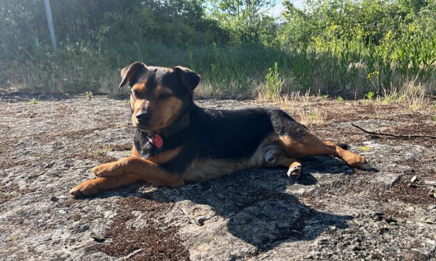 Spotlight on Our Staff: Mickey 🐾