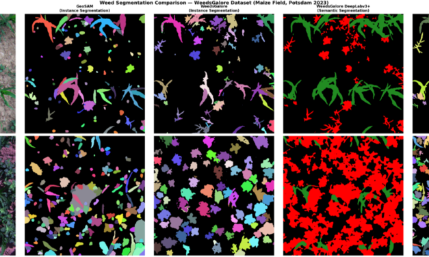 EAGLE Innolab Presentation: Very high-resolution UAV-based Weed Segmentation: Data Processing, Modelling, and Exploration of Vision-Language Models for Agriculture