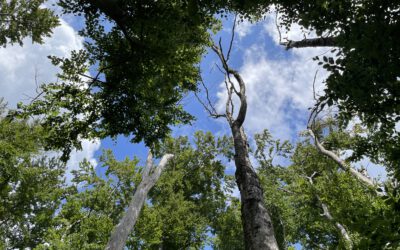 Towards Earth Observation-supported identification of climate-resilient tree provenances in Bavaria