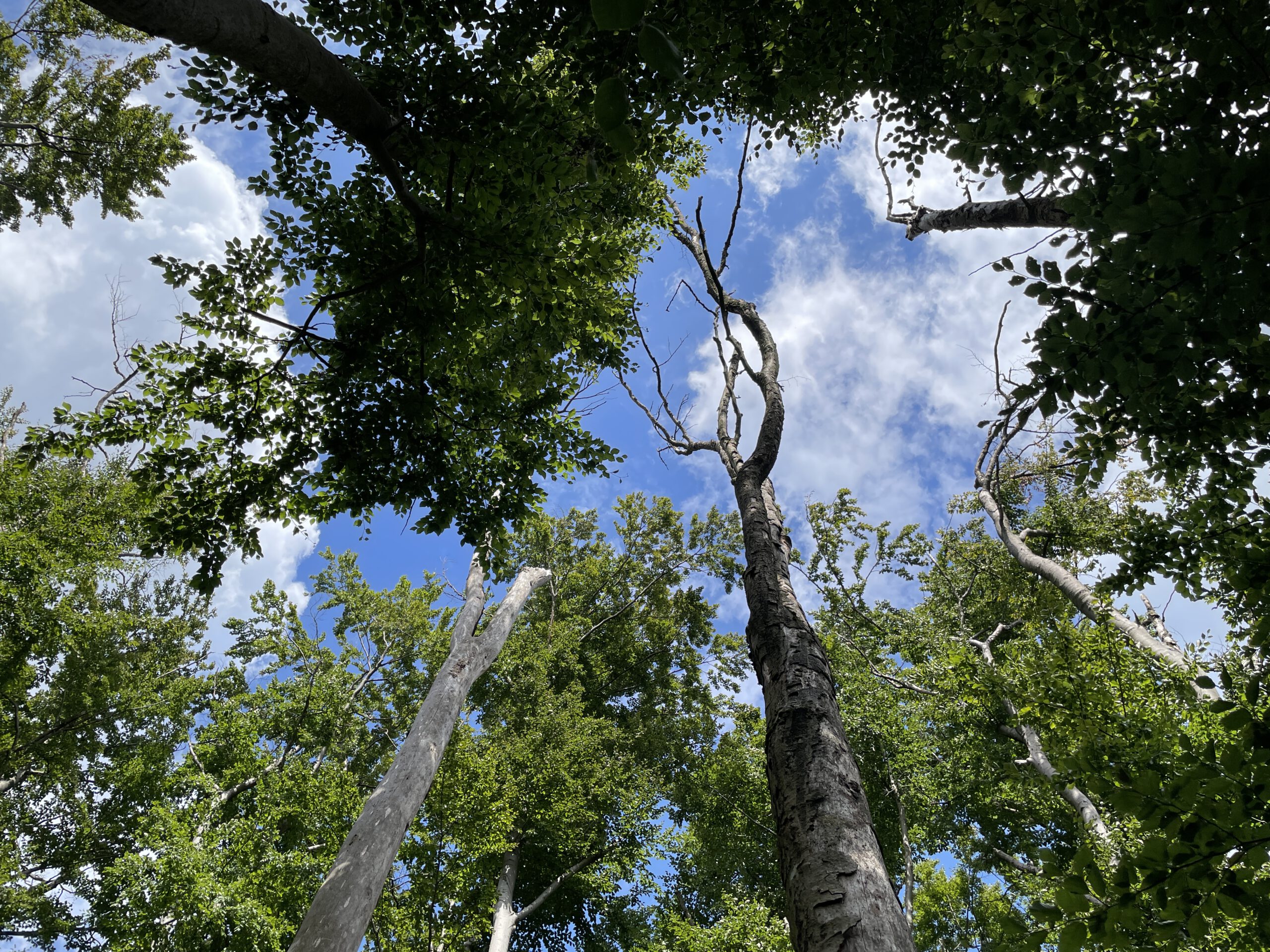 Towards Earth Observation-supported identification of drought-resilient tree provenances in Bavaria