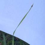 Field Days in the Oberpfalz: Exploring FSME Hotspots