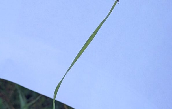 Field Days in the Oberpfalz: Exploring FSME Hotspots