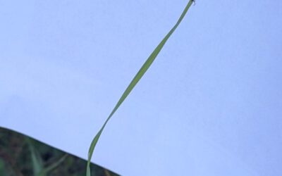 Field Days in the Oberpfalz: Exploring FSME Hotspots