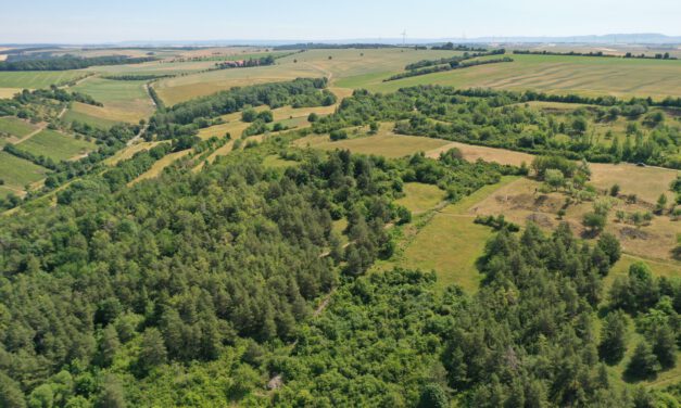 MSc Thesis Defense: “Mapping and Structural Assessment of Woody Vegetation in Bavaria Using Digital Elevation Models and Multisource Geodata”