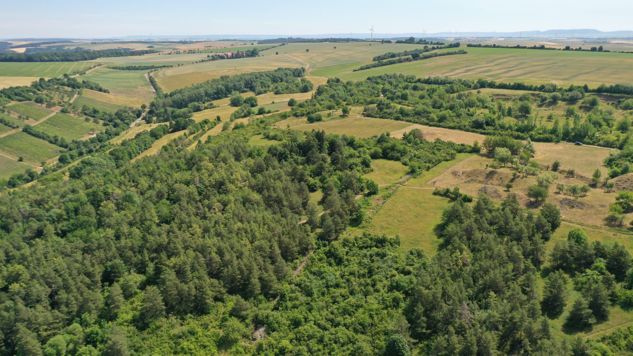 Earth Observation News - MSc Thesis Defense: “Mapping and Structural Assessment of Woody Vegetation in Bavaria Using Digital Elevation Models and Multisource Geodata”