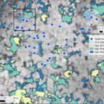 New publication on how canopy gap dynamics affect drought-induced defoliation in European beech