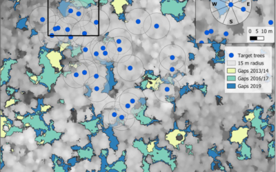 New publication on how canopy gap dynamics affect drought-induced defoliation in European beech